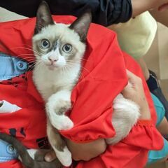 面会だけでも可能☆指しゃぶりが好きな甘えん坊。しっぽが長いスラッ...