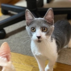 珍しいグレーハチワレの男の子♡里親会参加します