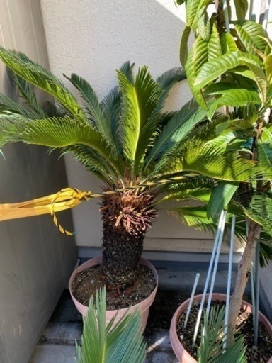 蘇轍　ソテツ　①