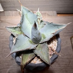 アガベ　チタノタ　ホワイトアイス　agave 