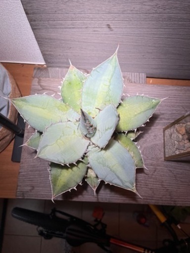 アガベ　チタノタ　ブルー　agave  約30cm