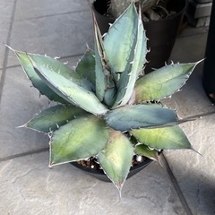 アガベ　チタノタ　ブルー　agave  約30cmの画像