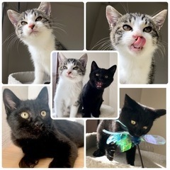愛らしい猫達30-40匹参加‼️19日都内保護猫譲渡会