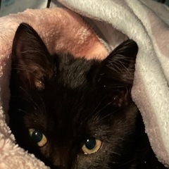 【里親決定しました】有難う御座います✨美黒猫✨丸顔系3ヶ月位