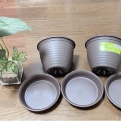 鉢🪴置物観葉植物🍀鉢皿の画像