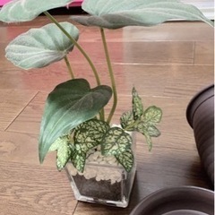 鉢🪴置物観葉植物🍀鉢皿の画像