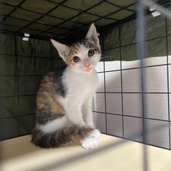 たおやか美猫のミケちゃん