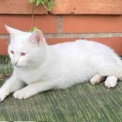 保護子ネコの里親募集です