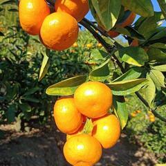 格安!呉市倉橋町の本場、甘くて美味しい、石地みかん🍊4kgの画像