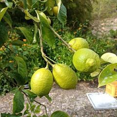 格安!呉市倉橋町の本場、甘くて美味しい、石地みかん🍊4kgの画像