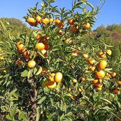 格安!呉市倉橋町の本場、甘くて美味しい、石地みかん🍊4kgの画像