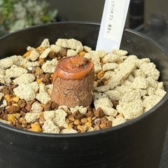 オペルクリカリアパキプス 極太パワータンク根差し