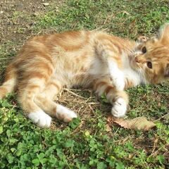 里親さん決まりました！2ヶ月くらいの茶白子猫