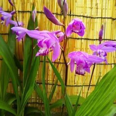 13球根＋αシラン 紫蘭 紫花 白花 大小地下茎　球根（SOLD...