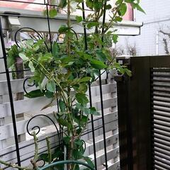 薔薇 バラ苗   ブルーフォー・ユー  紫 繰り返し咲き