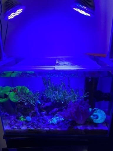 取引相手決定 海水魚 サンゴ 60cmオーバーフロー水槽