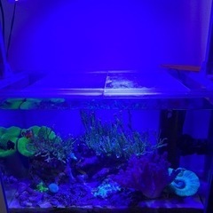 取引相手決定 海水魚 サンゴ 60cmオーバーフロー水槽