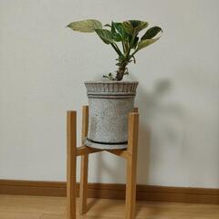 観葉植物（フィロデンドロン　バーキン）