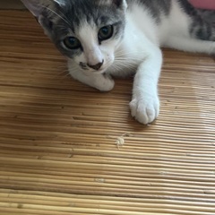 オス 8ヶ月