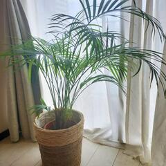観葉植物　アレカヤシ（）