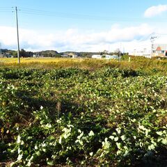 あげます。　雑草さしあげます。