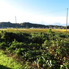 あげます。　雑草さしあげます。の画像