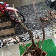 流木1   XXLサイズ含む9本 最長145㎝  アクアリウム 水草水槽の画像