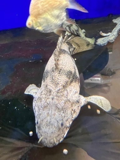 ポリプテルスエンドリケリーショート　29cm位