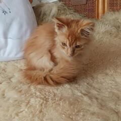 子猫(オス2ヶ月位)