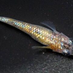 🌷ஐ೨🌸はるいろめだか🌸ஐ೨🌷メダカの教科書賞🏅受賞🐟月神の子メダカ🐟
