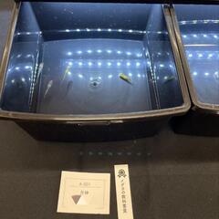 🌷ஐ೨🌸はるいろめだか🌸ஐ೨🌷メダカの教科書賞🏅受賞🐟月神の子メダカ🐟の画像