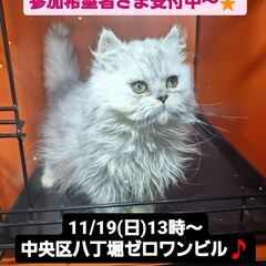 11/19(日)譲渡会。6月生ペルシャ♂ (⋈◍＞◡＜◍)。✧♡