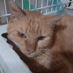猫の預かりボランティアさん募集