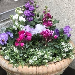\冬のお花/寄せ植え体験♪の画像