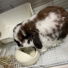 里親を探しています。
