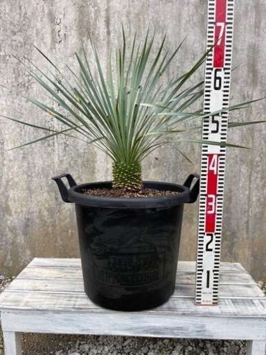 【値下げしました】ユッカロストラータ 実生3年目の株