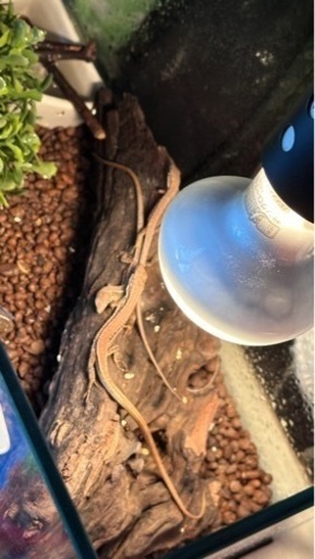 カナヘビ・飼育ゲージ類 、コオロギケース