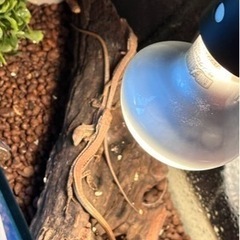 カナヘビ・飼育ゲージ類 、コオロギケース
