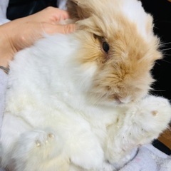 うさぎ アメリカンファジーロップ
