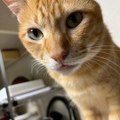 かんなの里親募集 費用なし