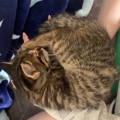 ノルウェージャン× キジトラ　MIX兄妹🐈