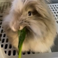 決まりそうです。可愛いライオンドワーフラビットです！