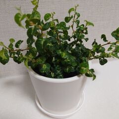 フィカスプミラ「コアラ」鉢＆ハンギングネット付き の画像