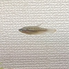 熱帯魚 ピグミーグラミー