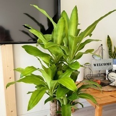 ドラセナマッサンゲア　観葉植物