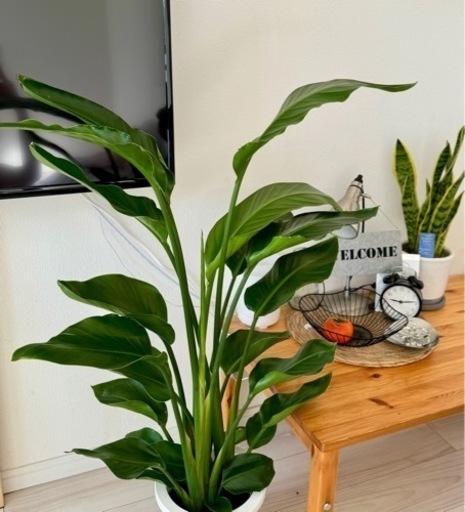 ストレリチア・レギネ　観葉植物