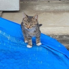 仔猫　オス3匹　メス1匹 - 猫