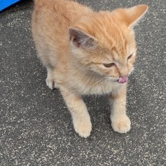 仔猫　オス3匹　メス1匹 − 茨城県