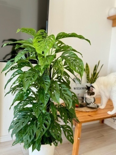 観葉植物/モンステラ：アダンソニー