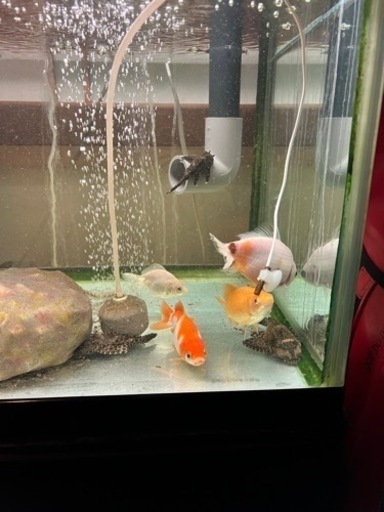 90cmガラス水槽　生体セット【お話し中】
